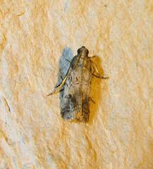 Chararica hystriculella