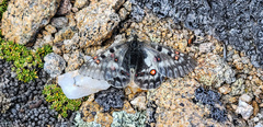 Parnassius smintheus