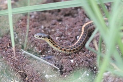 Thamnophis ordinoides