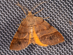 Mellilla xanthometata