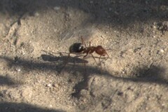 Endiodioctes