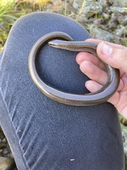 Anguis fragilis