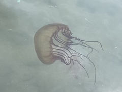 Chrysaora fuscescens