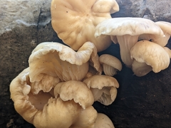 Pleurotus populinus