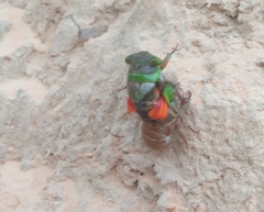 Hemisciera maculipennis