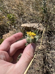 Heterotheca hirsutissima
