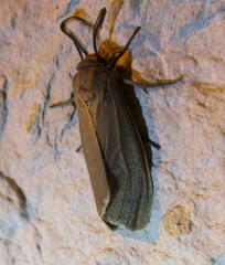 Pygarctia