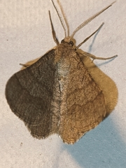 Isturgia murinaria