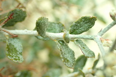 Eriogonum corymbosum