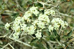 Eriogonum corymbosum