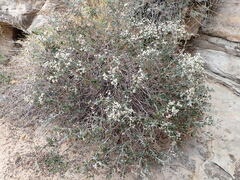 Eriogonum corymbosum