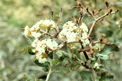 Eriogonum corymbosum