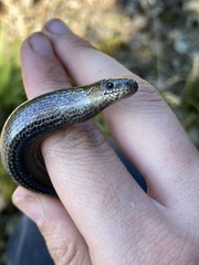 Anguis fragilis