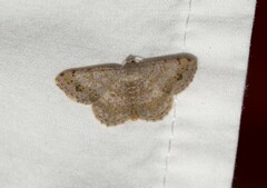 Digrammia ocellinata