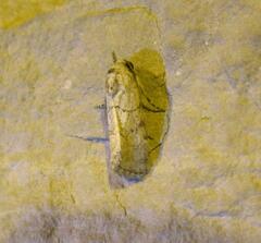 Sympistis sectilis