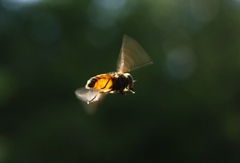 Hybomitra distinguenda