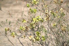 Callaeum macropterum