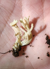 Sebacina schweinitzii