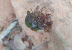 Hemisciera maculipennis