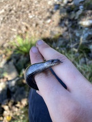 Anguis fragilis