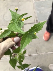 Galinsoga quadriradiata