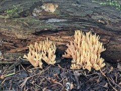 Ramaria formosa
