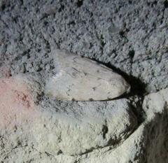 Leucocnemis perfundis