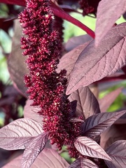 Amaranthus cruentus