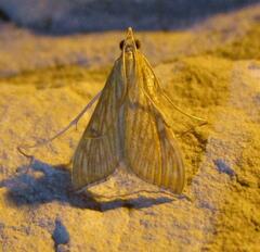 Antigastra catalaunalis