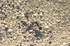 Veromessor pergandei