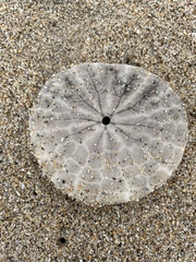 Dendraster excentricus