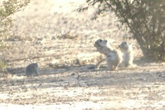 Xerospermophilus