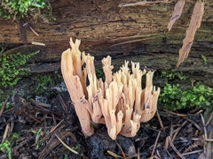 Ramaria formosa
