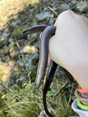 Anguis fragilis