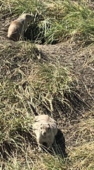 Urocitellus richardsonii