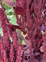 Amaranthus cruentus