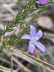 Philotheca reichenbachii