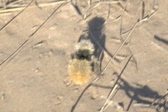 Dasymutilla magna