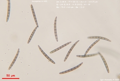 Geoglossum umbratile