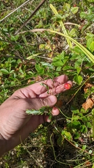 Vaccinium macrocarpon