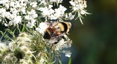 Eristalis flavipes