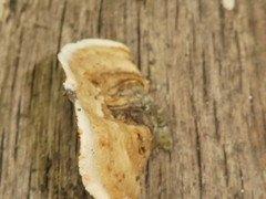 Stereum subtomentosum