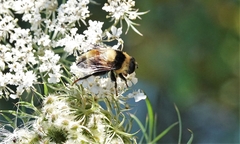 Eristalis flavipes