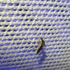 Aedes camptorhynchus