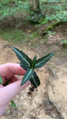 Chimaphila maculata
