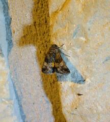 Copanarta aurea