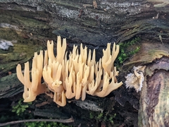 Ramaria formosa