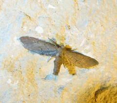 Glaucina erroraria