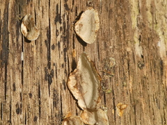 Stereum subtomentosum