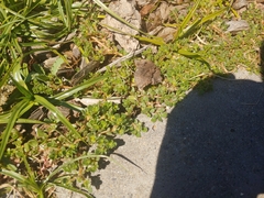 Portulaca oleracea